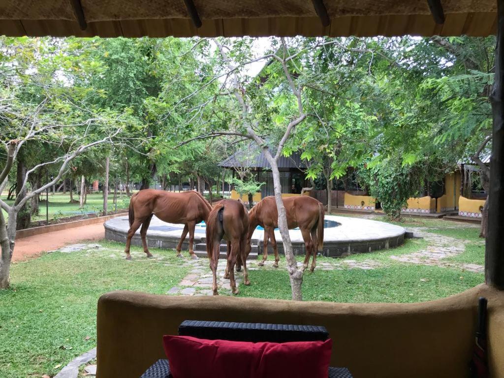 Aswadduma Hotel Dambulla Exterior foto